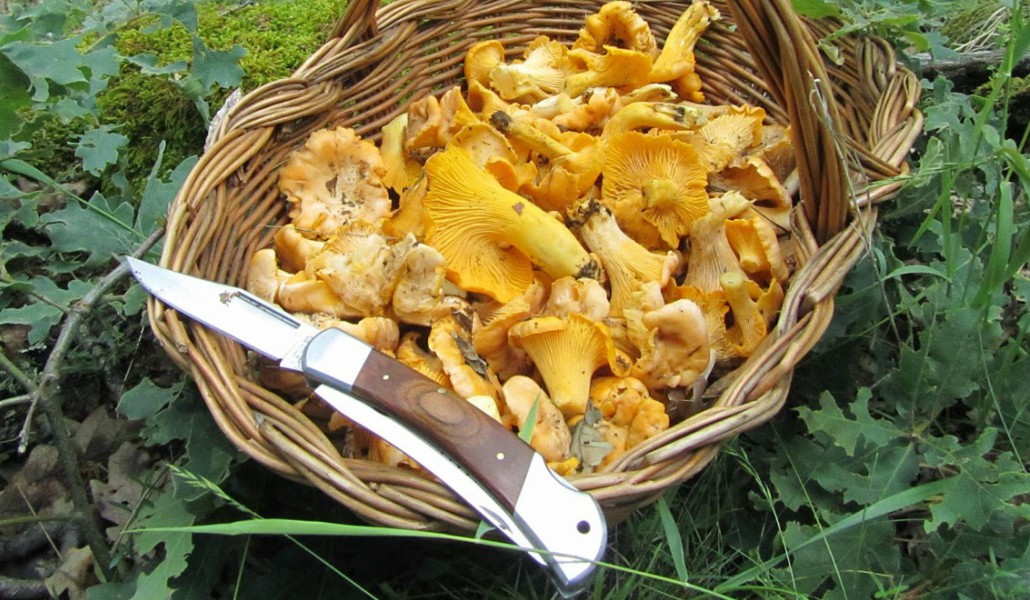 basic tips for finding mushrooms